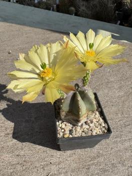 Echinocereus subinermis